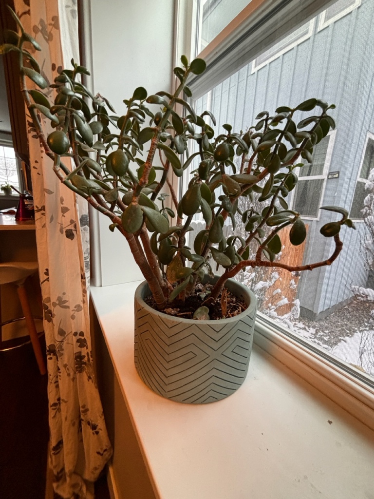 Potted jade houseplant